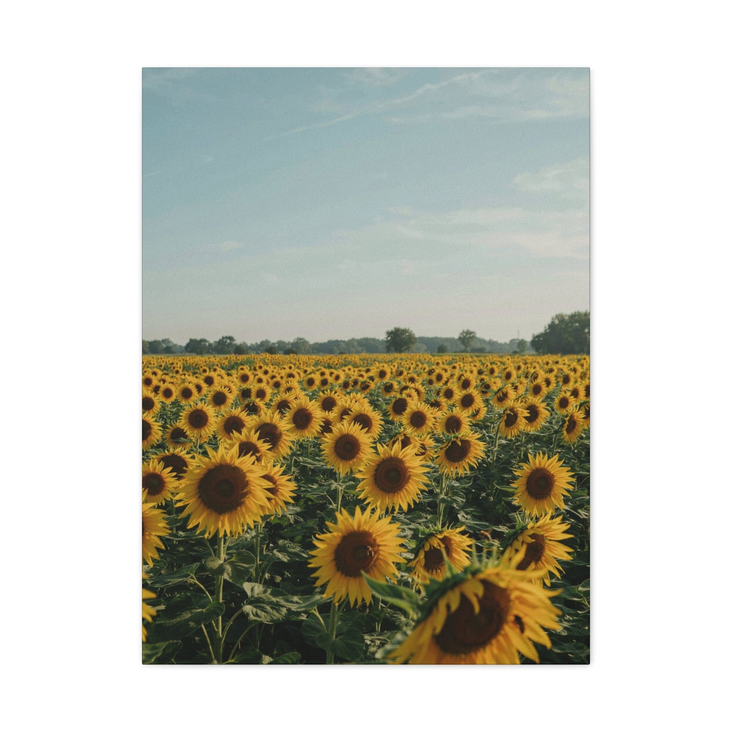 Sunflower View Canvas Wall Art
