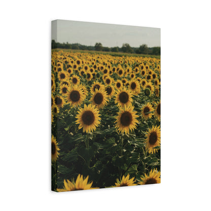 Sunflower Field Canvas Wall Art