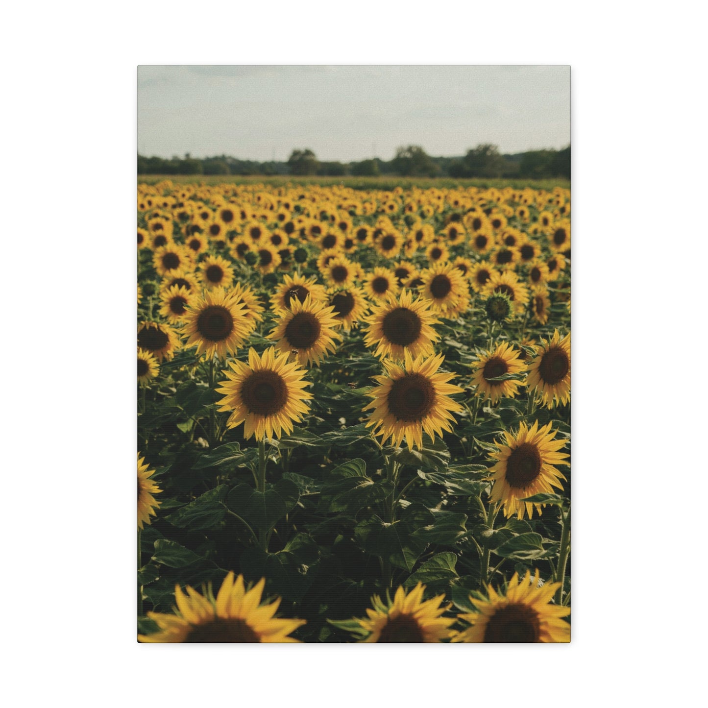Sunflower Field Canvas Wall Art
