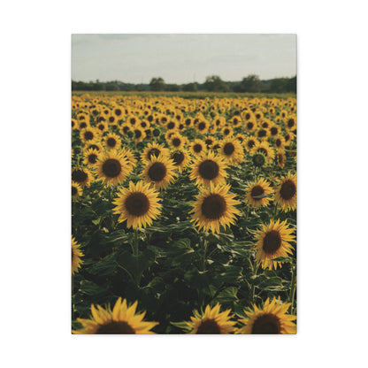 Sunflower Field Canvas Wall Art