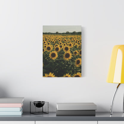 Sunflower Field Canvas Wall Art