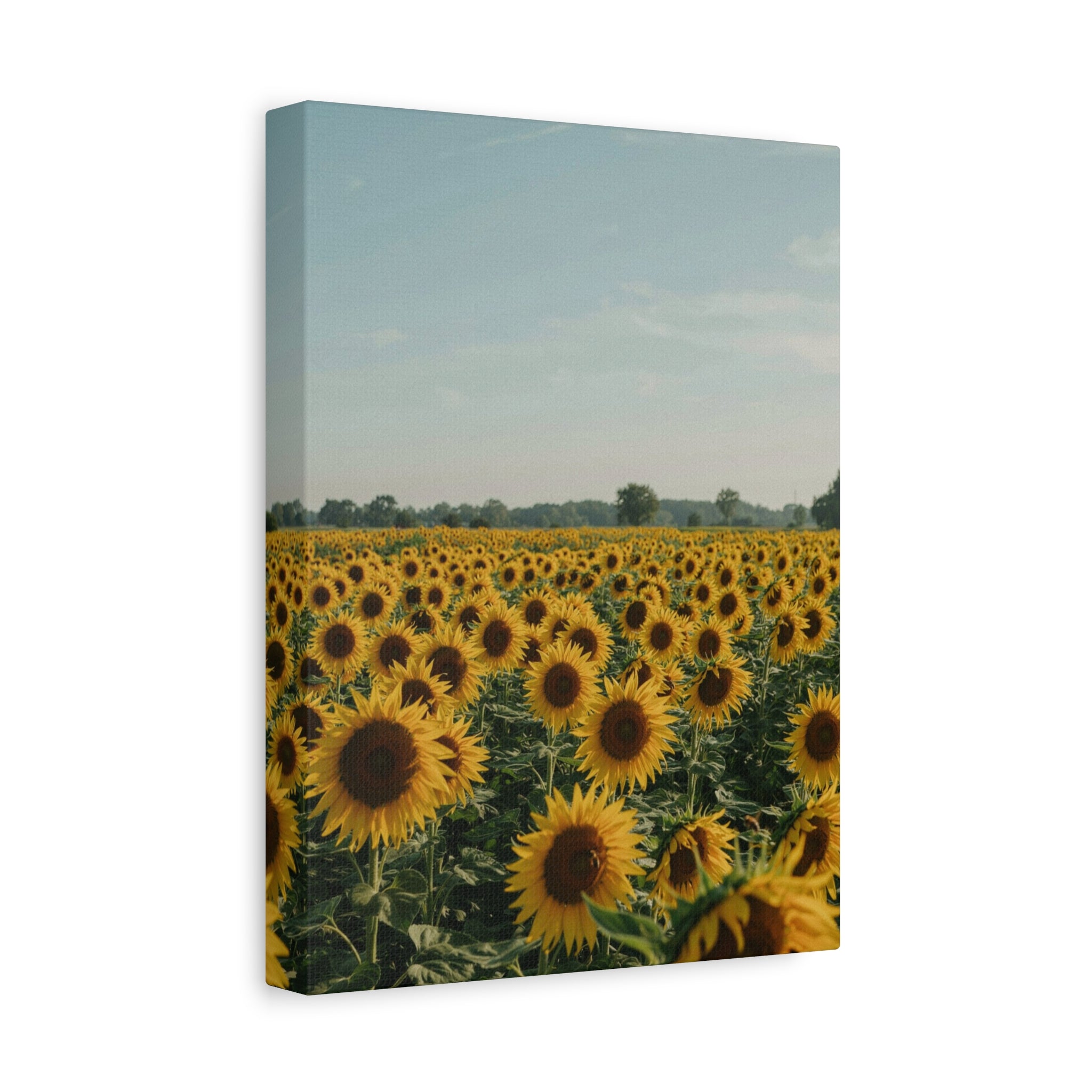 Sunflower View Canvas Wall Art