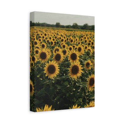 Sunflower Field Canvas Wall Art