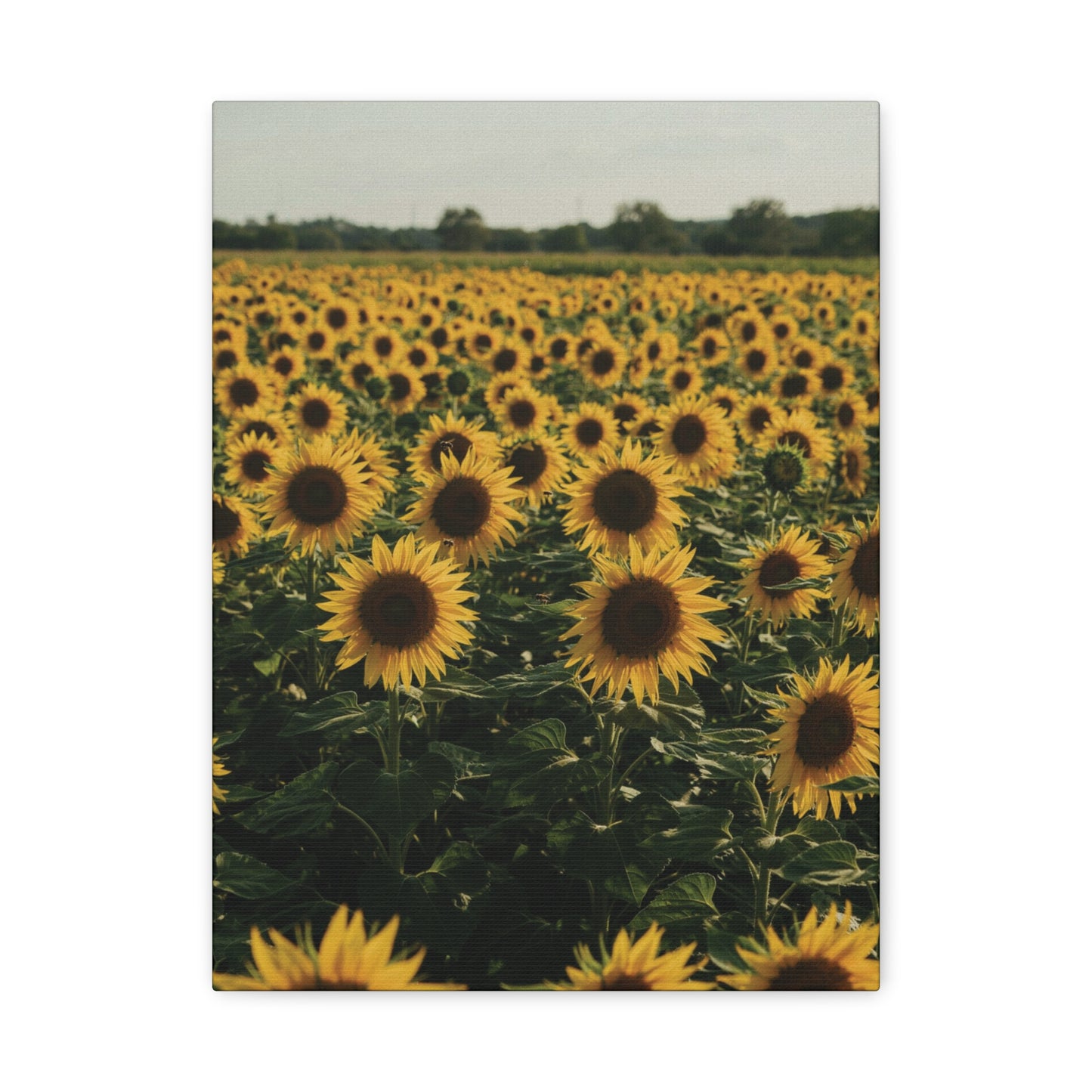 Sunflower Field Canvas Wall Art