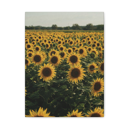 Sunflower Field Canvas Wall Art