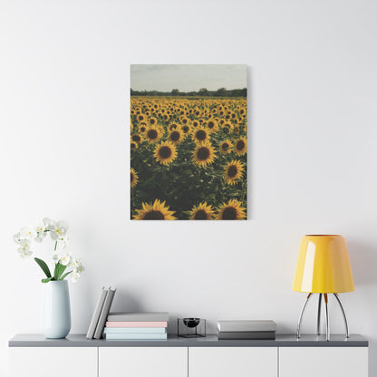 Sunflower Field Canvas Wall Art