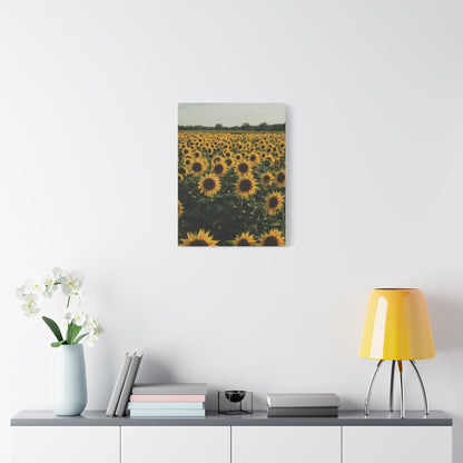 Sunflower Field Canvas Wall Art
