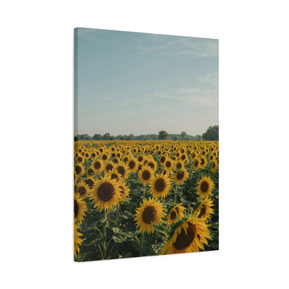 Sunflower View Canvas Wall Art
