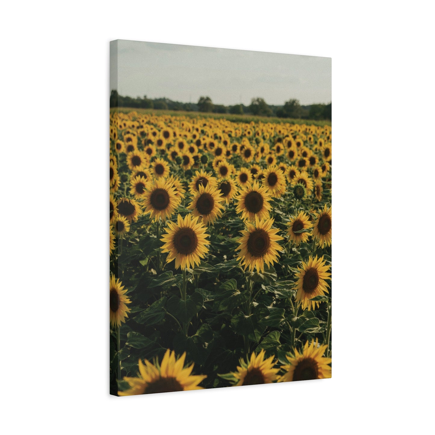 Sunflower Field Canvas Wall Art