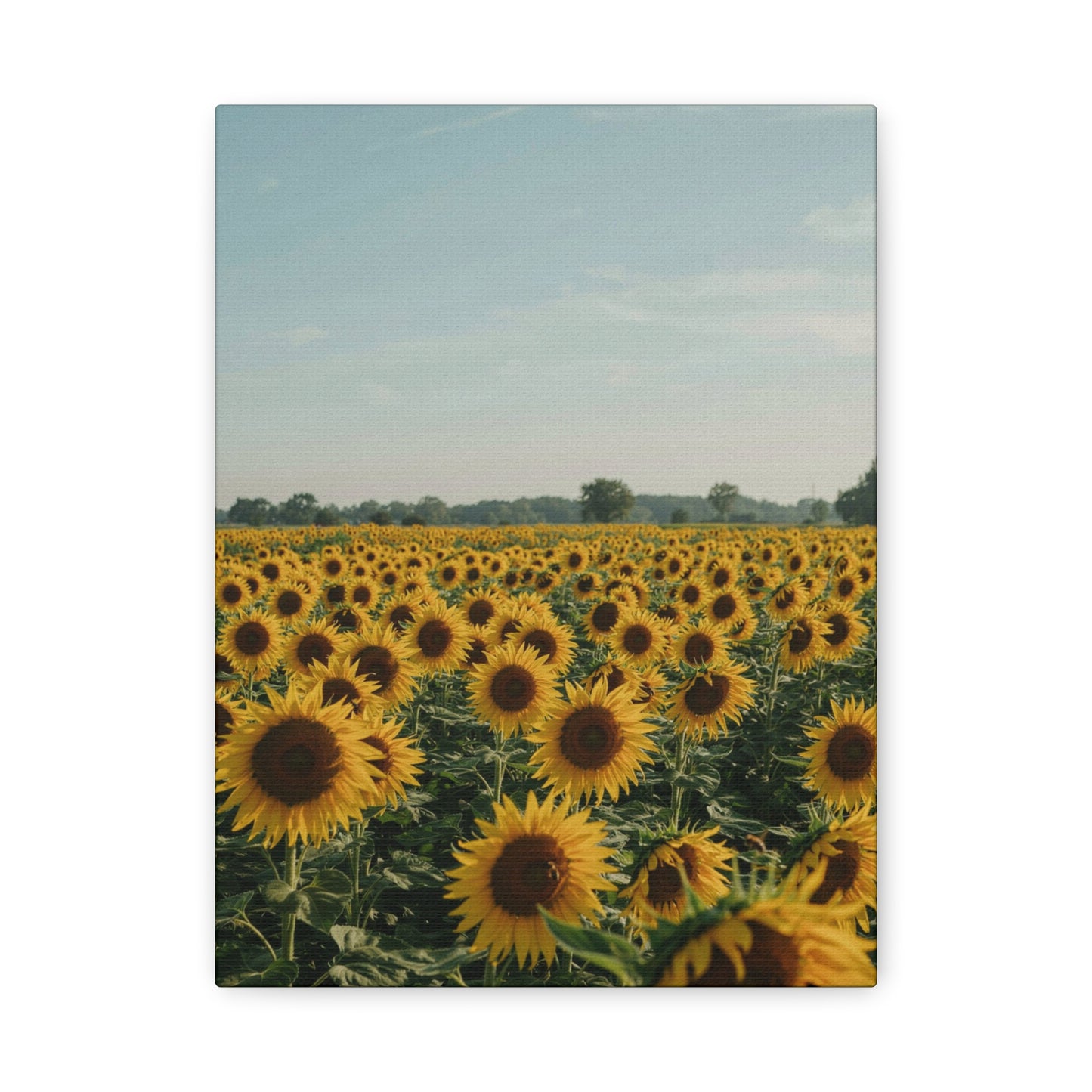 Sunflower View Canvas Wall Art