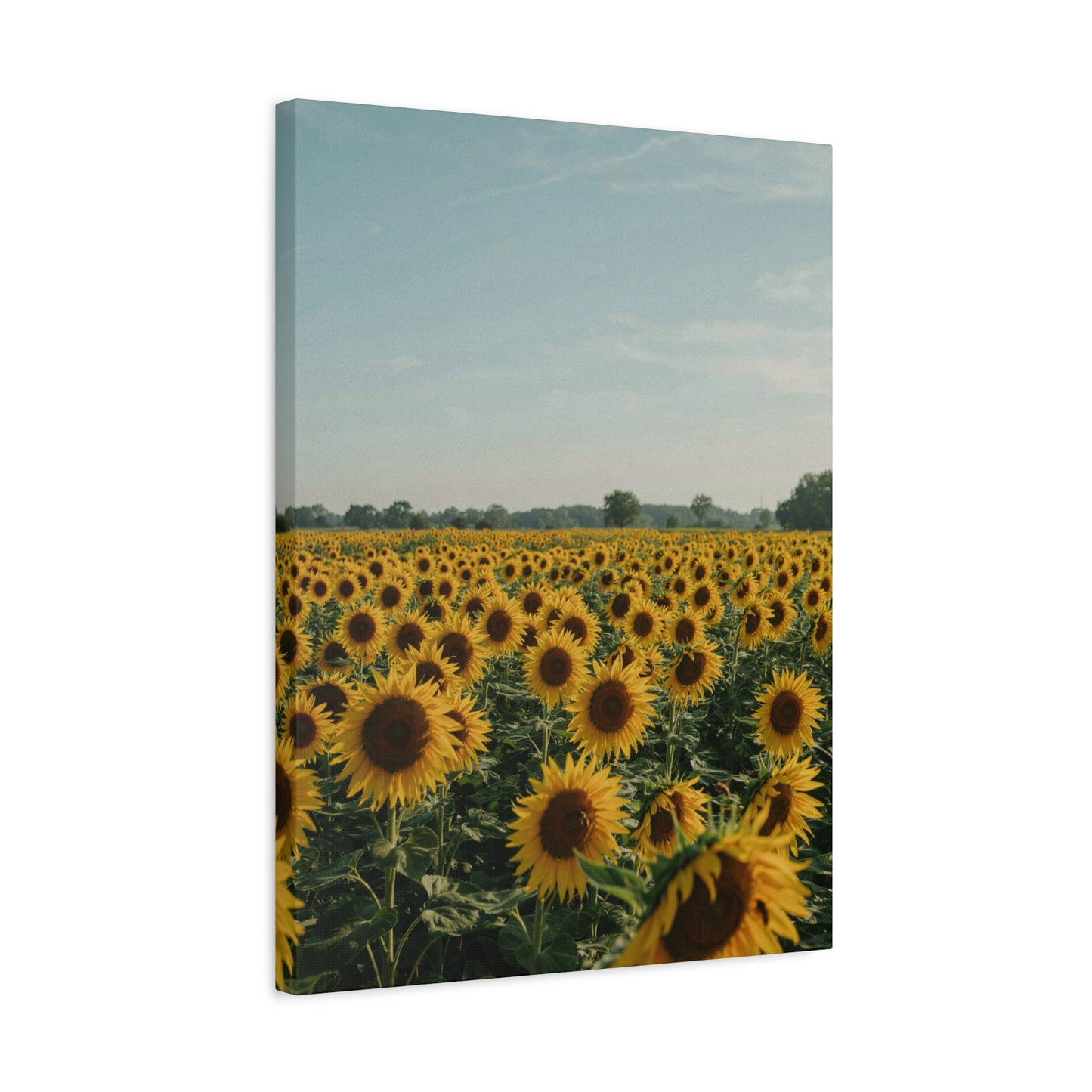 Sunflower View Canvas Wall Art
