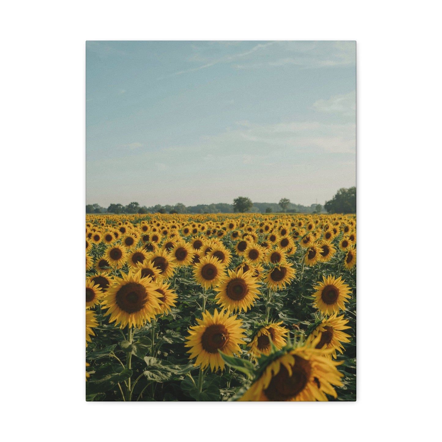 Sunflower View Canvas Wall Art