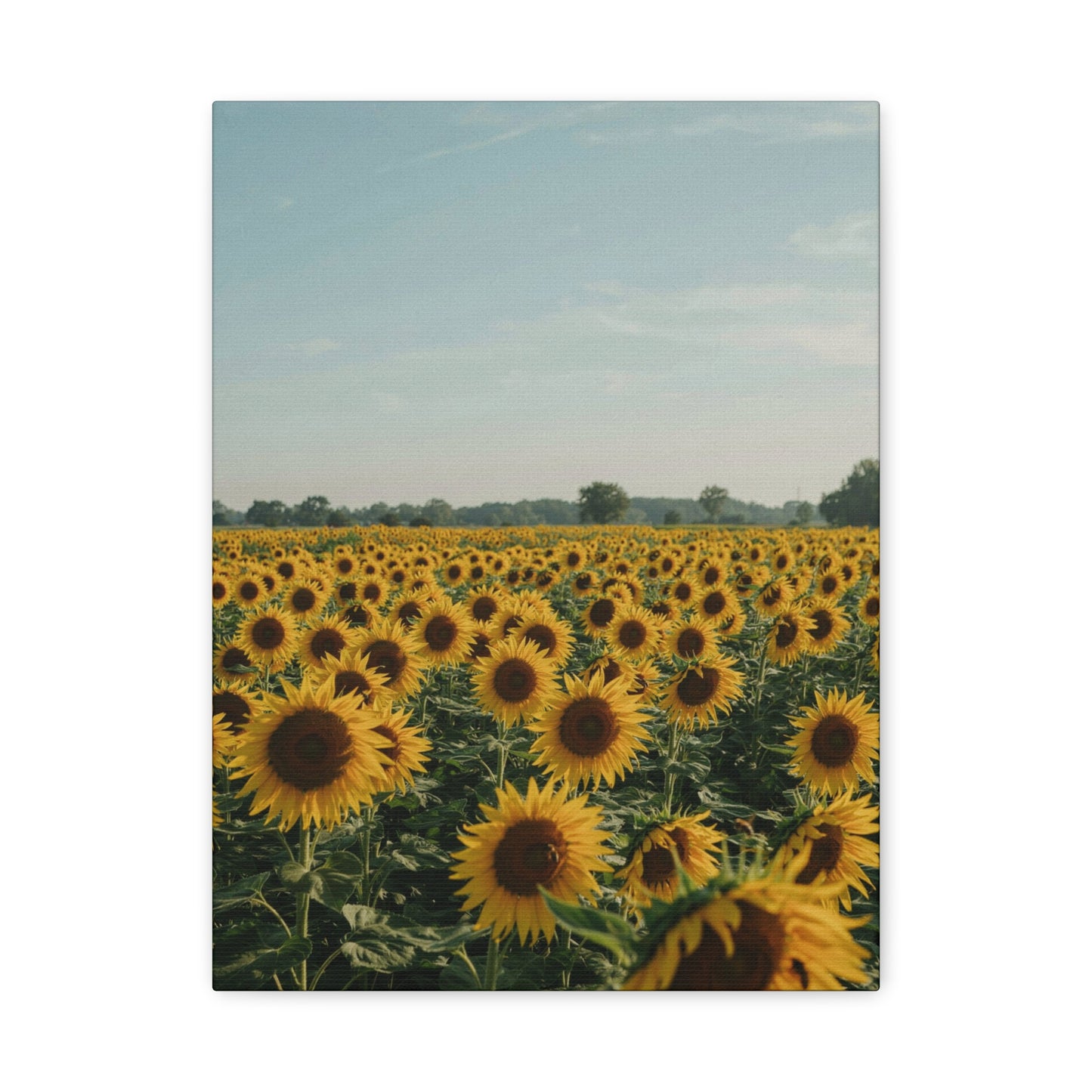 Sunflower View Canvas Wall Art
