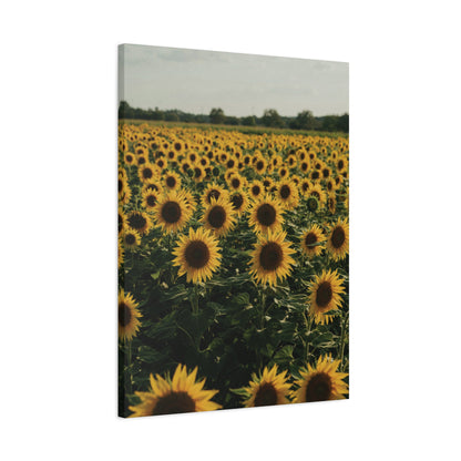 Sunflower Field Canvas Wall Art