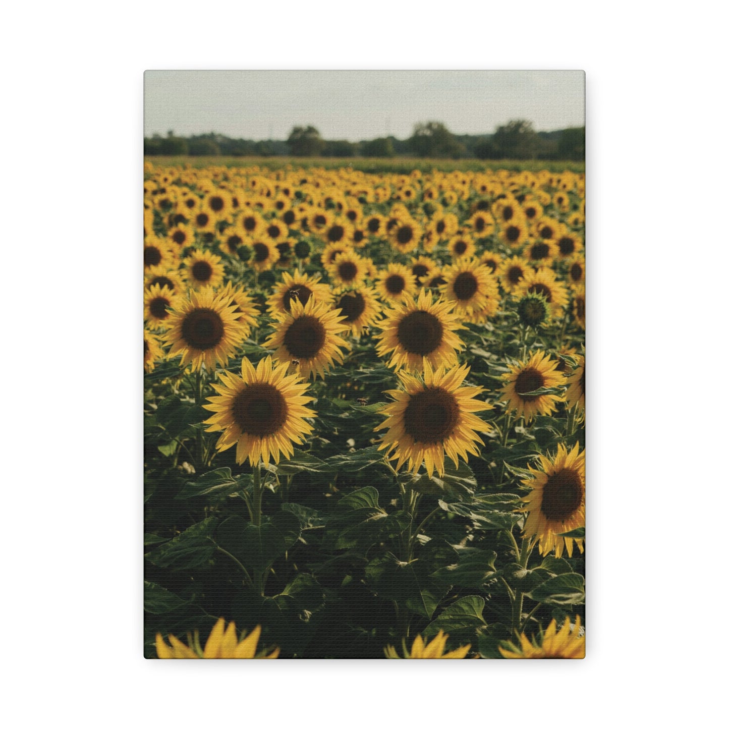 Sunflower Field Canvas Wall Art