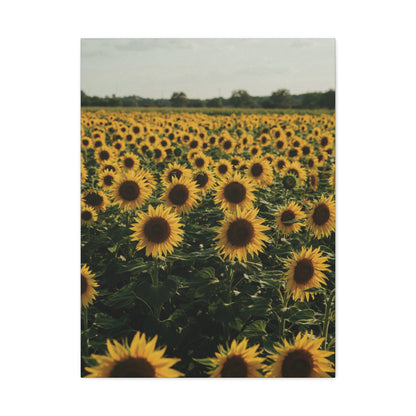 Sunflower Field Canvas Wall Art